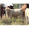 Image 1 : Lindy Greig - 450# Steer Calves - 55 Head (Nanton, AB)