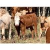 Image 2 : Lindy Greig - 450# Steer Calves - 55 Head (Nanton, AB)