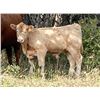 Image 8 : Lindy Greig - 450# Steer Calves - 55 Head (Nanton, AB)