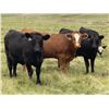 Image 3 : Scott Odgers - 1000# September Grass Steers - 62 Head (Caroline, AB)