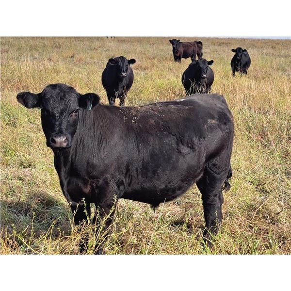 JT Cholin Farms - 950# September Grass Steers - 65 Head (Biggar, SK)