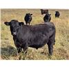 Image 1 : JT Cholin Farms - 950# September Grass Steers - 65 Head (Biggar, SK)