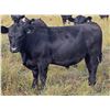 Image 3 : JT Cholin Farms - 950# September Grass Steers - 65 Head (Biggar, SK)