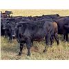 Image 4 : JT Cholin Farms - 950# September Grass Steers - 65 Head (Biggar, SK)