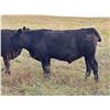 Image 5 : JT Cholin Farms - 950# September Grass Steers - 65 Head (Biggar, SK)