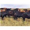 Image 3 : JT Cholin Farms - 850# September Grass Steers - 72 Head (Biggar, SK)