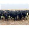 Image 1 : Kings Corner Farms - 780# Aug/Sept Grass Steers - 71 Head (Corning, SK)