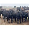 Image 3 : Kings Corner Farms - 780# Aug/Sept Grass Steers - 71 Head (Corning, SK)