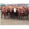 Image 1 : RBD Ranch - 900# August Grass Steers - 21 Head (Milestone, SK)