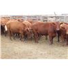 Image 2 : RBD Ranch - 900# August Grass Steers - 21 Head (Milestone, SK)