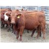 Image 3 : RBD Ranch - 900# August Grass Steers - 21 Head (Milestone, SK)