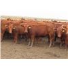 Image 10 : RBD Ranch - 1000# August Grass Heifers - 102 Head (Milestone, SK)