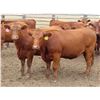 Image 13 : RBD Ranch - 1000# August Grass Heifers - 102 Head (Milestone, SK)