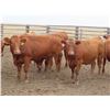 Image 14 : RBD Ranch - 1000# August Grass Heifers - 102 Head (Milestone, SK)