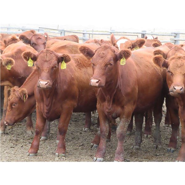 RBD Ranch - 1000# August Grass Heifers - 102 Head (Milestone, SK)