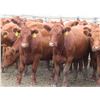 Image 1 : RBD Ranch - 1000# August Grass Heifers - 102 Head (Milestone, SK)