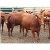 Image 2 : RBD Ranch - 1000# August Grass Heifers - 102 Head (Milestone, SK)