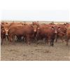 Image 3 : RBD Ranch - 1000# August Grass Heifers - 102 Head (Milestone, SK)