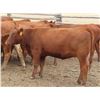 Image 8 : RBD Ranch - 1000# August Grass Heifers - 102 Head (Milestone, SK)