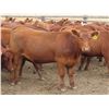 Image 9 : RBD Ranch - 1000# August Grass Heifers - 102 Head (Milestone, SK)