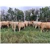 Image 1 : Westview Cattle Co. - 900# August Grass Heifers - 112 Head (Consort, AB)