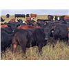 Image 1 : JT Cholin Farms - 850# September Grass Heifers - 72 Head (Biggar, SK)