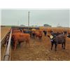 Image 2 : Paul Adams - 860# September Yearling Heifers - 112 Head (Irricana, AB)