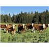 Image 1 : 4M Cattle Co. - 770# Steer Calves - 80 Head (Stauffer, AB)