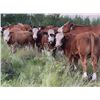 Image 2 : 4M Cattle Co. - 770# Steer Calves - 80 Head (Stauffer, AB)