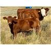 Image 8 : Veteran Farming Co. - 710# Steer Calves - 260 Head (Veteran, AB)