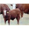 Image 2 : Lonnie Thorson - 680# Steer Calves - 60 Head (Hays, AB)