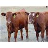 Image 1 : Lonnie Thorson - 580# Heifer Calves - 20 Head (Hays, AB)