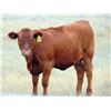 Image 2 : Lonnie Thorson - 580# Heifer Calves - 20 Head (Hays, AB)