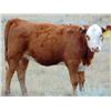 Image 8 : Lonnie Thorson - 580# Heifer Calves - 20 Head (Hays, AB)