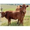 Image 1 : OK Ranch - 625# Steer Calves - 200 Head (Big Bar, BC)