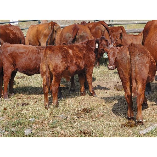 OK Ranch - 565# Heifer Calves - 95 Head (Big Bar, BC)
