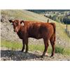 Image 4 : OK Ranch - 565# Heifer Calves - 95 Head (Big Bar, BC)