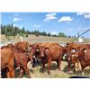Image 1 : OK Ranch - 475# Heifer Calves - 100 Head (Big Bar, BC)