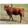 Image 4 : OK Ranch - 475# Heifer Calves - 100 Head (Big Bar, BC)