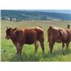 Image 7 : OK Ranch - 475# Heifer Calves - 100 Head (Big Bar, BC)