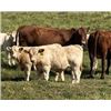 Image 1 : Einar, Judy, Logan & Emily Nelson - 560# Steer Calves - 90 Head (Maycroft, AB)