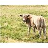 Image 3 : Einar, Judy, Logan & Emily Nelson - 560# Steer Calves - 90 Head (Maycroft, AB)