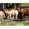 Image 1 : Einar, Judy, Logan & Emily Nelson - 520# Heifer Calves - 90 Head (Maycroft, AB)