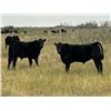 Image 1 : Mackie Ranch - 540# Steer Calves - 100 Head (Valjean, SK)