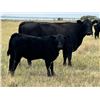 Image 2 : Mackie Ranch - 540# Steer Calves - 100 Head (Valjean, SK)
