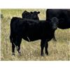 Image 2 : Mackie Ranch - 520# Heifer Calves - 100 Head (Valjean, SK)