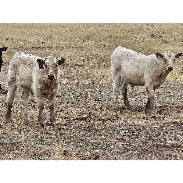Strickland Cattle Co - 500# Steer Calves - 60 Head (Milestone, SK)