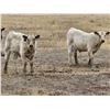 Image 1 : Strickland Cattle Co - 500# Steer Calves - 60 Head (Milestone, SK)