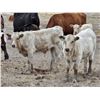 Image 2 : Strickland Cattle Co - 500# Steer Calves - 60 Head (Milestone, SK)
