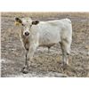 Image 3 : Strickland Cattle Co - 500# Steer Calves - 60 Head (Milestone, SK)